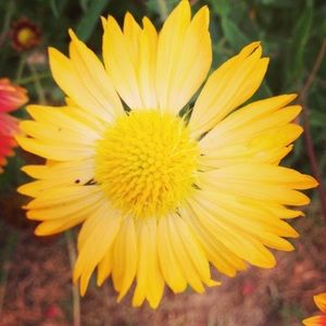 Meet your Posher, Janet